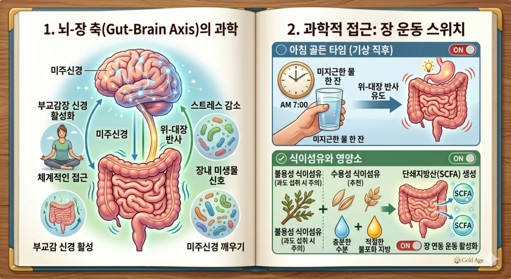 최신 논문에 근거한 과학적 변비 해결 전략 인포그래픽. 좌측에는 뇌와 장이 연결된 '장-뇌 축(Gut-Brain Axis)' 신경망을 시각화하여 미주신경 활성화를 설명하고, 우측에는 수용성 식이섬유의 분자 구조, 위-대장 반사를 유도하는 수분 섭취, 장 연동 운동을 돕는 복부 마사지 시뮬레이션 등 세 가지 의학적 변비 해결 치트키를 도해하고 있음.