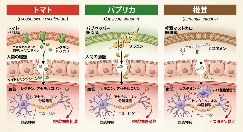 植物性毒素の秘密